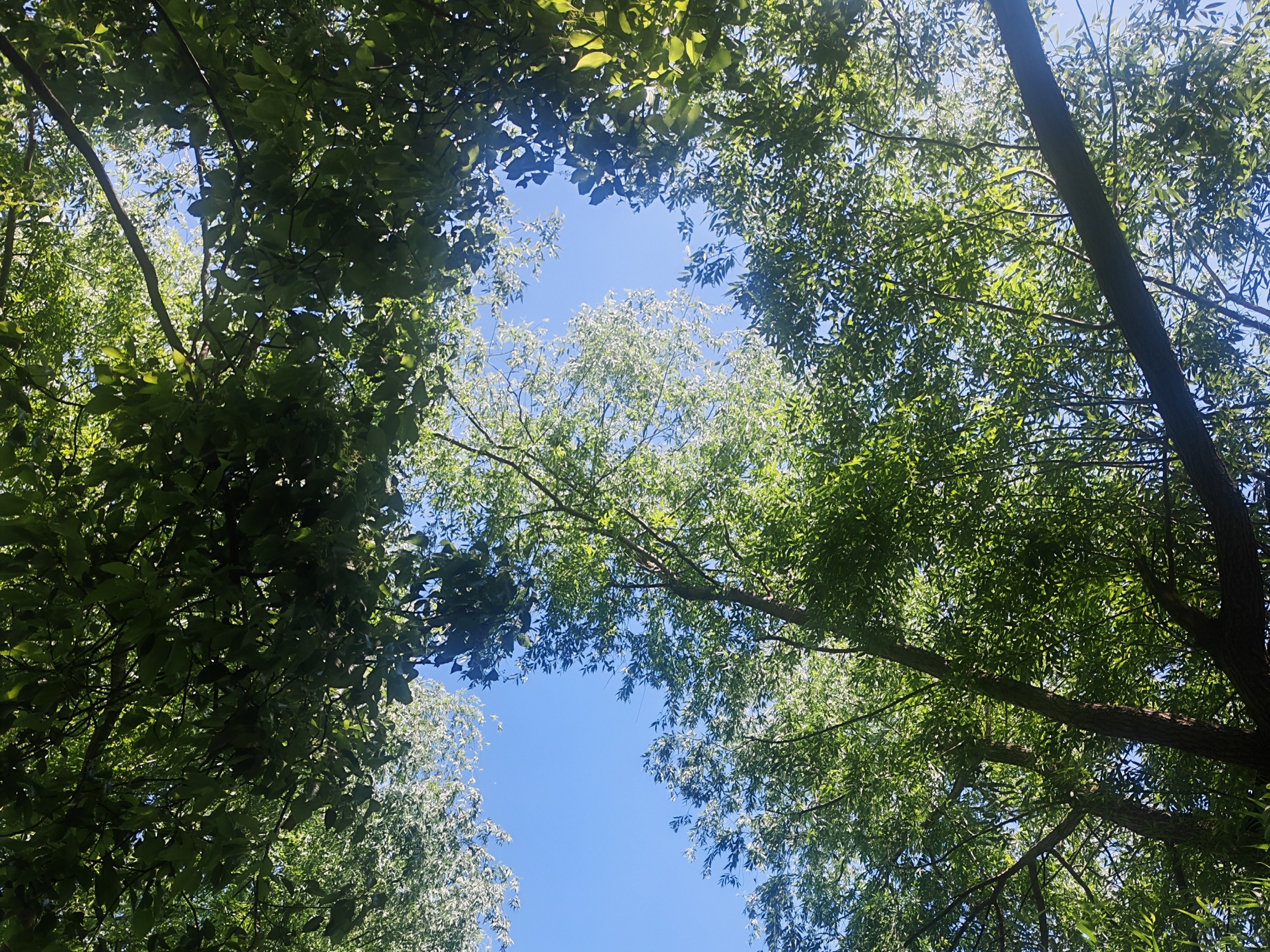星空露营区周边的树林