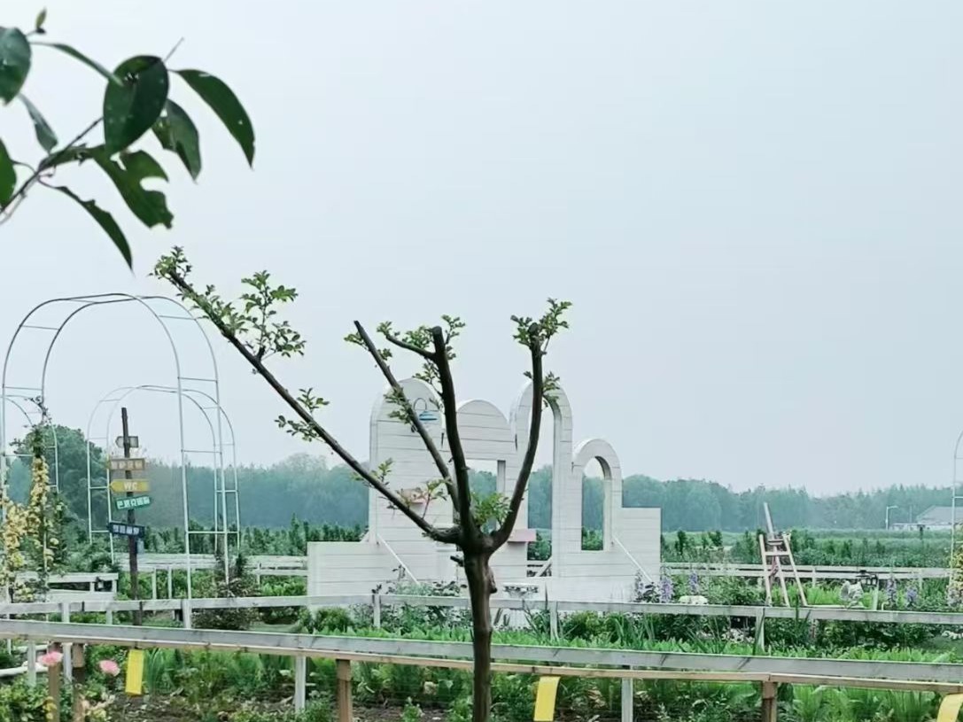 A区·朝南菜园实景