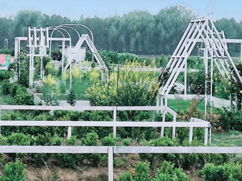 C区·阳光菜园实景