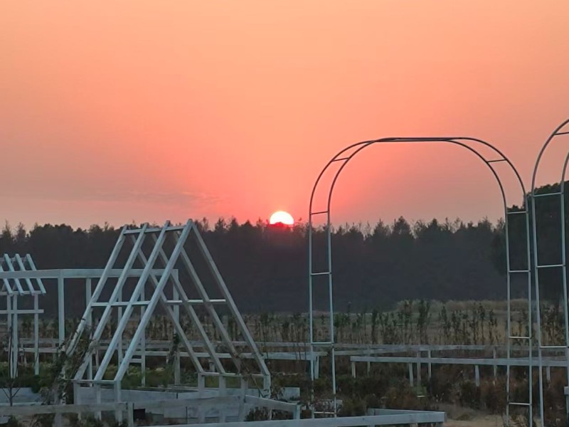 夕阳下的大野在田农场菜地